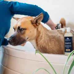 Pendleton Pet Dog Shampoo - Calming Lavender