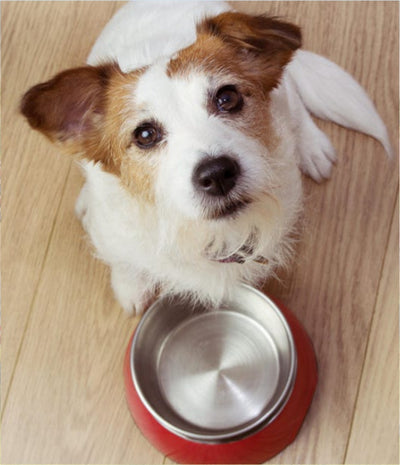 Pet Bowls