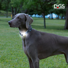 DGS Comet LED Safety Collar