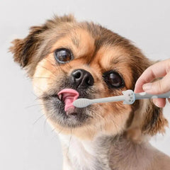 "Healthy Smiles Start Here: Pet Toothbrush Cleaning Kit – 2 Dual-Use Soft Brushes for Effective Dental Hygiene in Dogs and Cats. Prioritize Your Pet's Oral Health!"