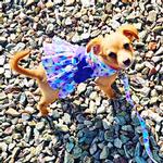 Purple Butterfly Dog Dress with Matching Leash